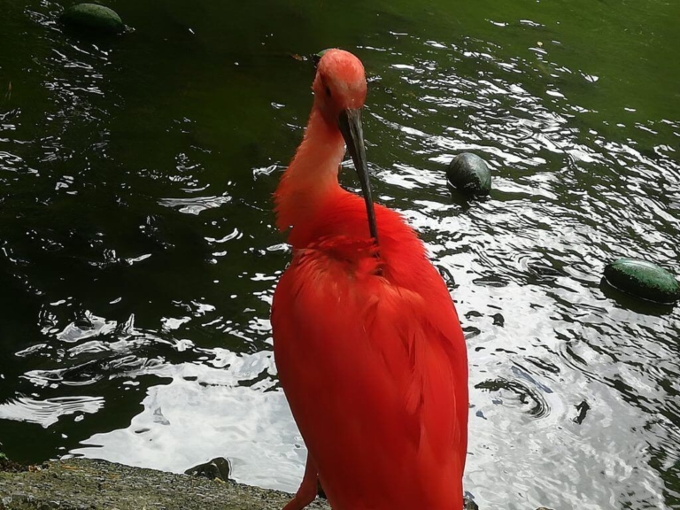 命を救う猫カフェ 日本の動物愛護の現状を考える